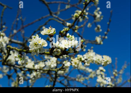 Rosaceae Prunus Domestica 'opal' fiore su un tempo di primavera nel giardino Foto Stock