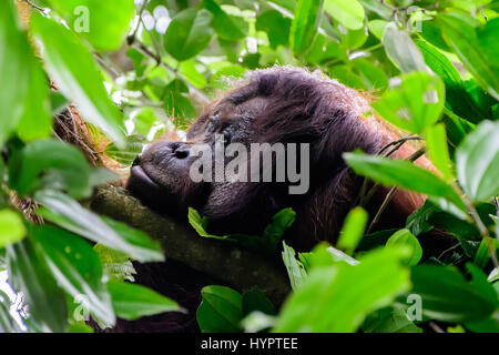 Faccia di una flangiatura maschio Orangutan nella foresta pluviale Foto Stock