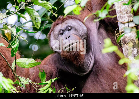 Curioso maschio orangutan a flangia Foto Stock