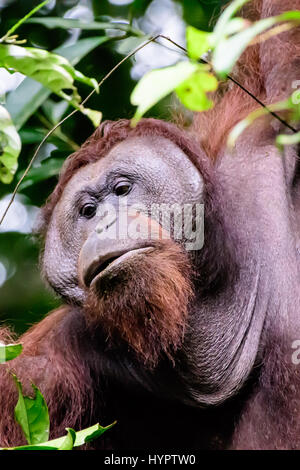 Faccia di una flangiatura maschio orangutan Foto Stock