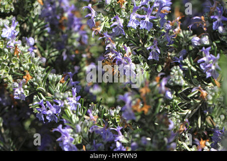 Il miele delle api nome latino apis mellifera raccogliendo il polline su un fiore di rosmarino rosmarinus officinalis in primavera in Italia Foto Stock