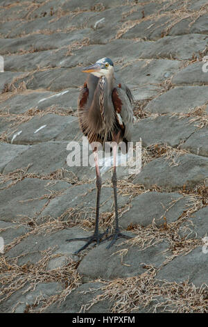 Airone blu appeso sotto un ponte su Longboat Key, FL Foto Stock