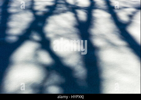 Alberi creano misteriose ombre astratti modelli sulla neve fresca Foto Stock