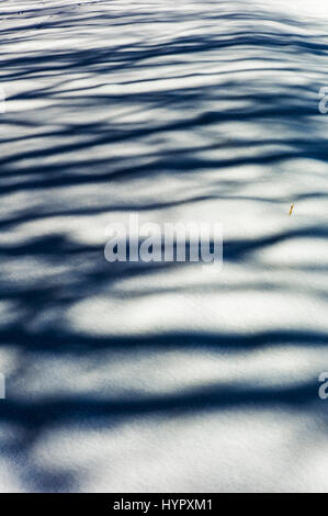 Alberi creano misteriose ombre astratti modelli sulla neve fresca Foto Stock