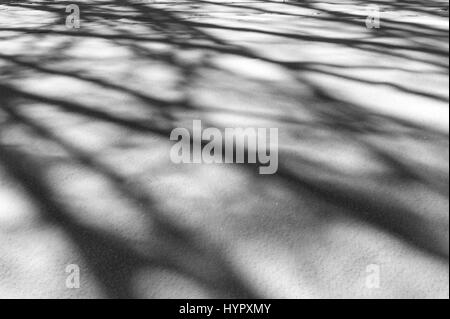 Black & White immagine di alberi che creano astratti modelli di ombra sulla neve fresca Foto Stock