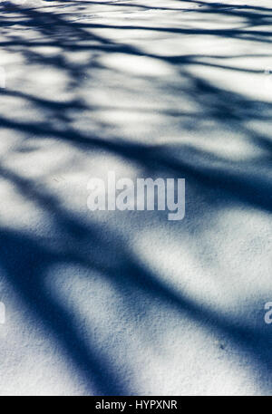 Alberi creano misteriose ombre astratti modelli sulla neve fresca Foto Stock