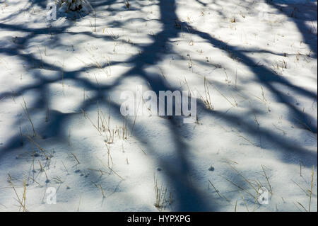 Alberi creano misteriose ombre astratti modelli sulla neve fresca Foto Stock