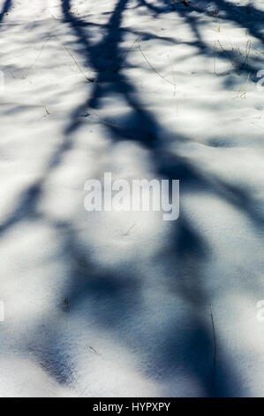 Alberi creano misteriose ombre astratti modelli sulla neve fresca Foto Stock