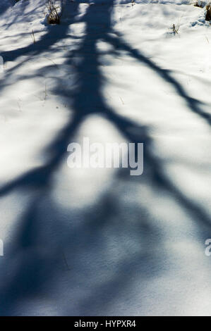 Alberi creano misteriose ombre astratti modelli sulla neve fresca Foto Stock