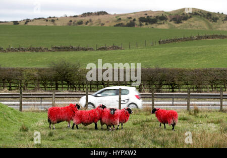 Un gregge di rosso di pecore pascolano sul pendio di una collina accanto all'autostrada M8 a Bathgate, West Lothian. Foto Stock