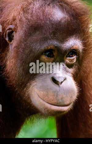 Faccia di un orangutan giovanile Foto Stock