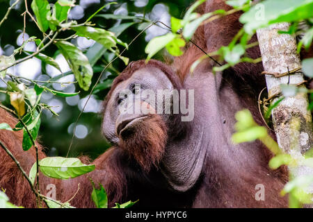 In prossimità di una flangiatura maschio Orangutan Foto Stock