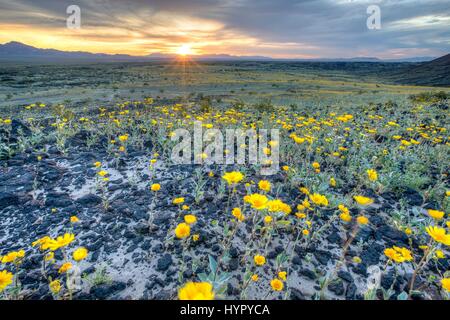 Fiori Selvatici tappeto deserto presso il cratere di Amboy nel Mojave sentieri Monumento Nazionale Il 15 marzo 2017 nei pressi di Amboy, California. Il Mojave sentieri monumento nazionale copre 1,6 milioni di acri di terreno e include aspre catene montuose, antiche colate laviche e fossil beds, e spettacolari dune di sabbia. Foto Stock