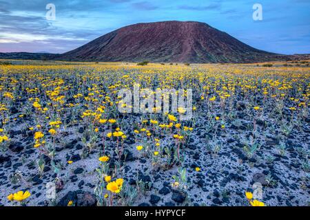 Fiori Selvatici tappeto deserto presso il cratere di Amboy nel Mojave sentieri Monumento Nazionale Il 15 marzo 2017 nei pressi di Amboy, California. Il Mojave sentieri monumento nazionale copre 1,6 milioni di acri di terreno e include aspre catene montuose, antiche colate laviche e fossil beds, e spettacolari dune di sabbia. Foto Stock