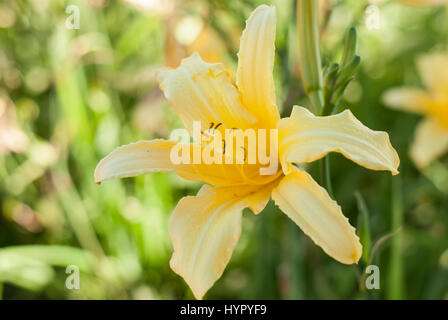 Daylily giallo fiore (Hemerocallis) in un giardino Foto Stock