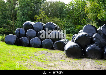 Balle di insilato avvolte in plastica nera di pacciamatura, Cumbria Regno Unito. Foto Stock