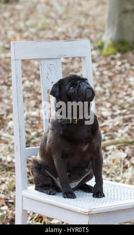Un cane nero si siede su una sedia bianca nella foresta Foto Stock