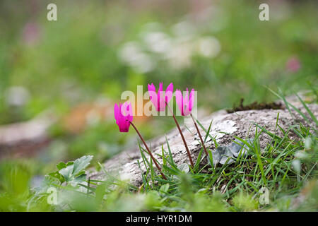 La molla sowbread Cyclamen repandum crescente nella Valle della Restonica vicino a Corte Corsica Francia Foto Stock