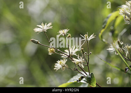 Il viaggiatore gioia Clematis vitalba fiori Foto Stock