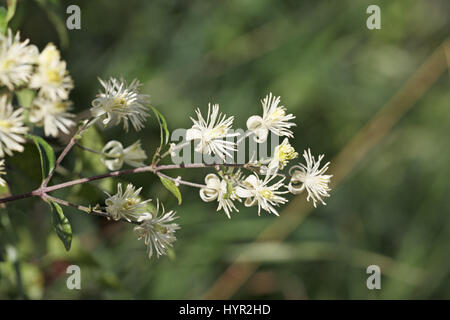 Il viaggiatore gioia Clematis vitalba fiori Foto Stock