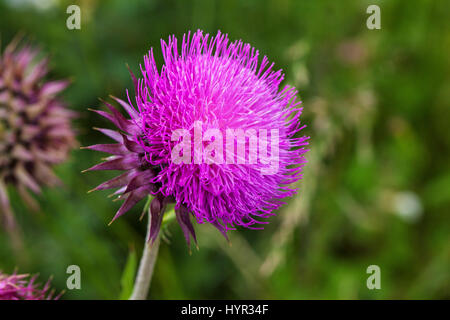 Musk thistle Carduus nutans close-up di fiori di testa Vercors Parco naturale regionale Francia Foto Stock