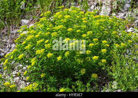 Euforbia irlandese Euphorbia hyberna Hauts Plateaux Vercors riserva Parco Naturale Regionale del Vercors Francia Foto Stock