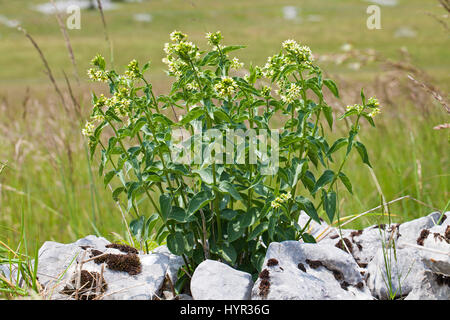 Swallow-wort Vincetoxicum hirundinaria crescente sul muro di pietra nei pressi di Vassieux-en-Vercors vercors Parco naturale regionale Francia Foto Stock