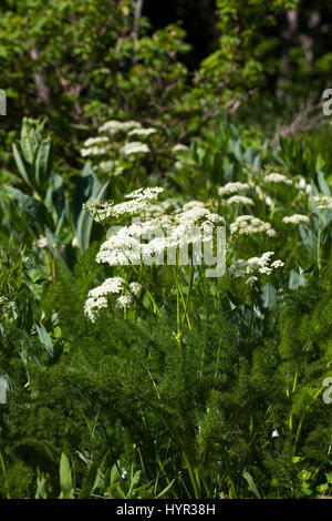 Spignel Meum athamanticum in prato alpino Hauts Plateaux Vercors riserva Parco Naturale Regionale del Vercors Francia
