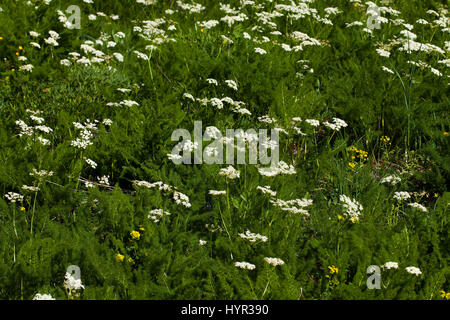 Spignel Meum athamanticum in prato alpino Hauts Plateaux Vercors riserva Parco Naturale Regionale del Vercors Francia