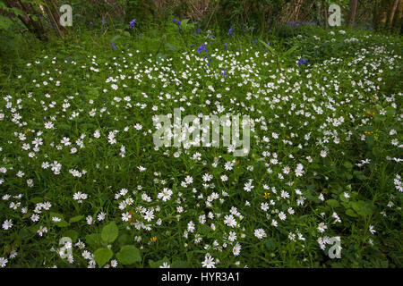 Maggiore stitchwort Stellaria holostea Garston legno RSPB riserva vicino Shaftesbury Dorset England Regno Unito Foto Stock