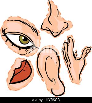 Un'immagine raffigurante i 5 sensi. Eps vettore 10. Illustrazione Vettoriale