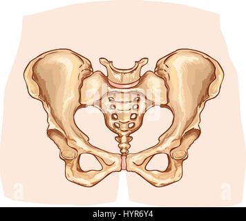 Illustrazione vettoriale di un diagramma della cintura pelvica etichettato Illustrazione Vettoriale