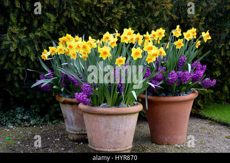 Narcisi e giacinti sul display in vasi di terracotta a RHS Garden Harlow Carr, Harrogate, Yorkshire. Foto Stock