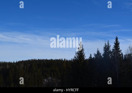 Incredibile cielo blu contrastato da dolci colline e da alberi di pino. Foto Stock