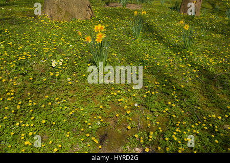 Minor celeandine fiori su una banchina orlo. Foto Stock