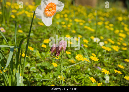 Minor celeandine fiori su una banchina orlo. Foto Stock