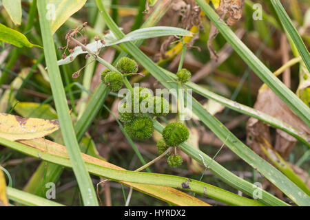 Pfeilkraut, Frucht, Früchte, Samenstand, Gewöhnliches Pfeil-Kraut, Sagittaria sagittifolia, comune Arrowhead, frutta, Sagittaire nageante, Sagittaire à Foto Stock