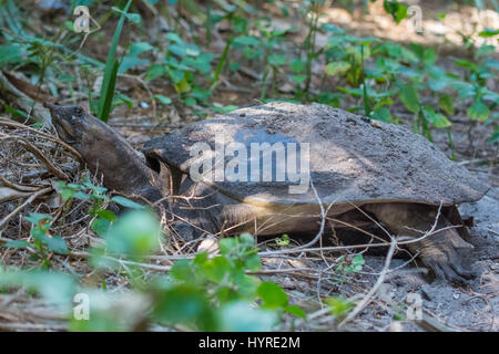 Florida Softshell Turtle recante le sue uova nella sabbia. Foto Stock