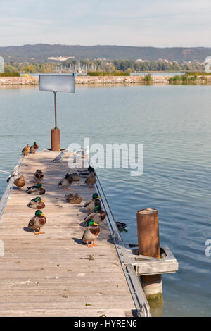 Gruppo di anatre selvatiche seduto su di un molo in legno. Il lago di Balaton, Keszthely, Ungheria. Foto Stock