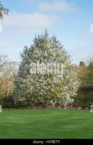 Magnolia salicifolia 'Wada memoria dell'. Willow-lasciato magnolia 'Wada memoria dell' albero in fiore lungo un percorso ad RHS Wisley Gardens, Surrey, Inghilterra Foto Stock