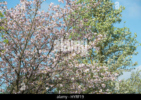 Prunus 'Ichiyo'. Ciliegia giapponese albero fiorisce in primavera. Regno Unito Foto Stock