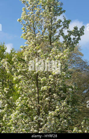 Pyrus calleryana Chanticleer "". Callery pera "Chanticleer' alberi in fiore sulle strade di Milton Keynes, Buckinghamshire, Inghilterra Foto Stock