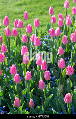 Tulipa. Tulip "sogno di natale' Fiore border in presenza di luce solare. Regno Unito. Unico inizio tulip fiori in mostra Foto Stock