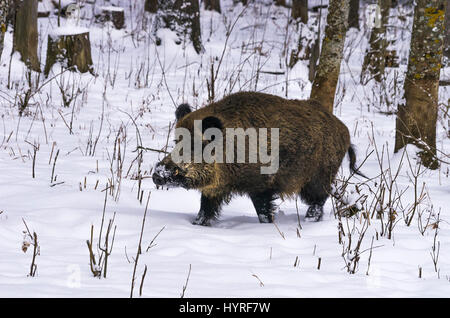 Maiale selvatico) in un wintery nevoso foresta. Foto Stock