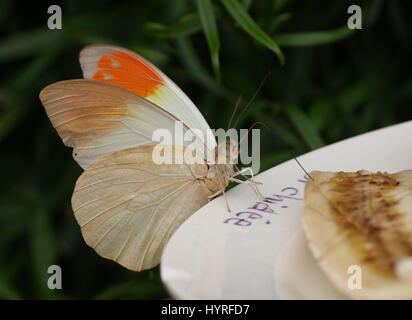 Grande punta arancione farfalla (Hebomoia glaucippe), nativo di sud-est asiatico, Cina, India e Giappone meridionale. Lo zoo di Butterfly, alimentazione su una banana. Foto Stock