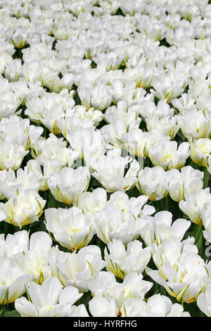 Fioritura di tulipani, bianco Fosteriana ripiene tulip varietà Imperatore esotici (Tulipa fosteriana imperatore esotici) Keukenhof, Lisse Foto Stock