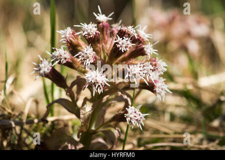 Blossom, butterbur comune (Petasites hybridus), Alta Baviera, Baviera, Germania Foto Stock