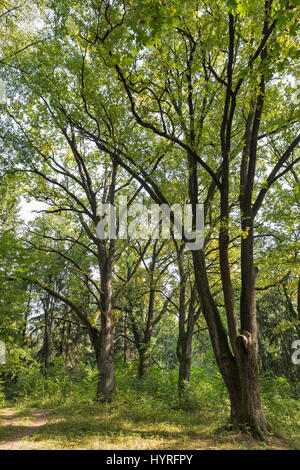 Old park vicino al castello di Schonborn, ex residenza dei Carpazi del conte Schonborn in Chynadiyovo, Ucraina. Foto Stock