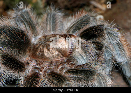 Extreme close-up del corpo e la testa di un brasiliano rosa salmone tarantula (Lasiodora parahybana). Foto Stock