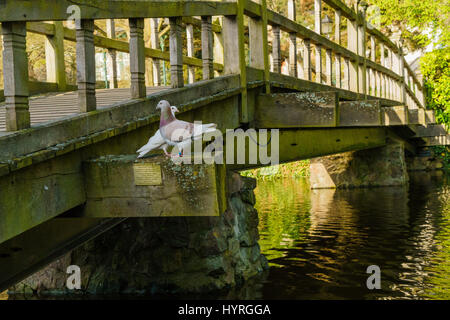 Due piccioni arroccato su un ponte al di sopra di un laghetto Foto Stock